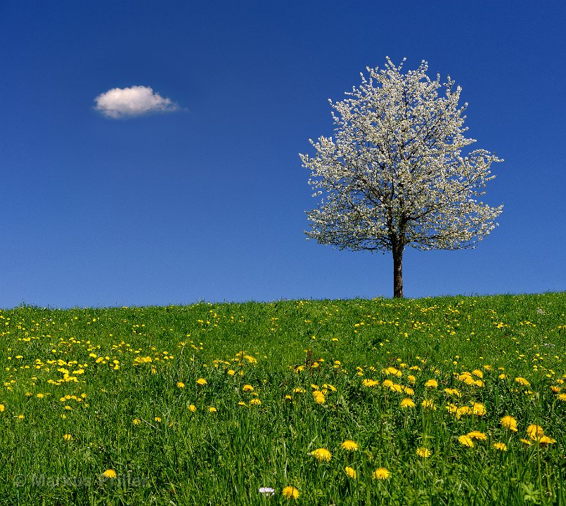 2013.04.25 132540 Frühling Rundfahrt Ravensburg 3